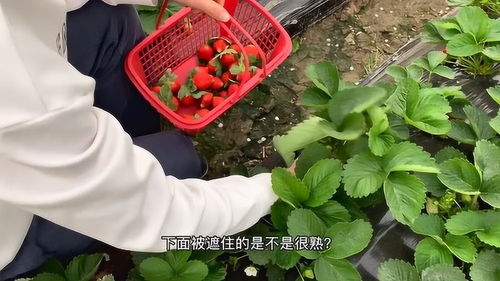原来草莓园还有蔬菜水果,1篮7斤的靓草莓,我来教你采摘的方法
