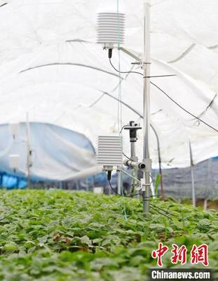 农业大省吉林"专属气象服务"助特色农产品丰收