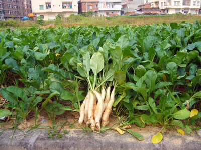 “阴菜”申遗项目简介